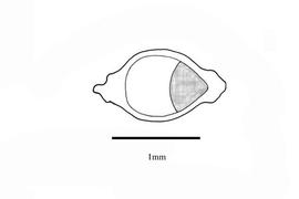   Embryo:   Eleocharis montana ; Illustration by K. Parker, Kirkbride et al. (2006) 
