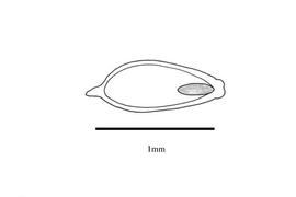   Embryo:   Kyllinga odorata  subsp.  cylindrica ; Photo by R. Gibbons, USDA APHIS PPQ, Kirkbride et al. (2006) 
