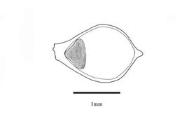   Embryo:   Scirpus articulatus ; Illustration by K. Parker, Kirkbride et al. (2006) 
