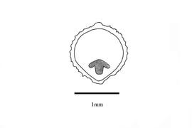   Embryo:   Schoenoplectus supinus  subsp.  supinus ; Illustration by K. Parker, Kirkbride et al. (2006) 
