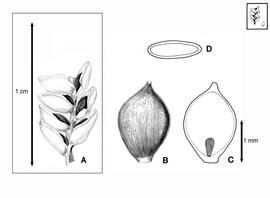   Infructescence, fruit, embryo:   Cyperus monti  (A, infructescence; B, fruit; C, embryo in situ; D, fruit transection); Illustration by L.E. Chandler from Gunn and Ritchie (1988)
