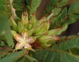   Fruits, seeds:     Biophytum umbraculum ; Photo by D Gwynne-Evens, malawiflora.com
