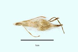   Fruit:   Kingia australis ; Photo by R. Gibbons, USDA APHIS PPQ, Kirkbride et al. (2006) 
