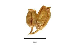  Fruit:  Datisca cannabina ; Photo by R. Gibbons, USDA APHIS PPQ, Kirkbride et al. (2006)
