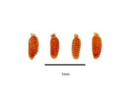  Seeds:  Datisca cannabina ; Photo by R. Gibbons, USDA APHIS PPQ, Kirkbride et al. (2006)
