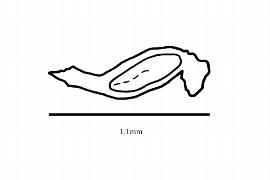  Embryo:  Octomeles sumatranum ; Illustration by K. Parker, Kirkbride et al. (2006)
