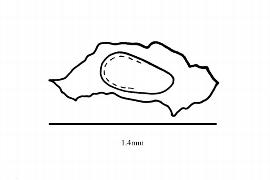  Embryo:  Tetrameles nudiflora ; Illustration by K. Parker, Kirkbride et al. (2006)
