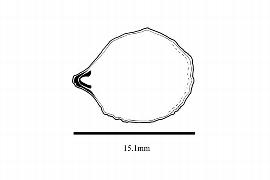  Embryo:  Davidsonia pruriens ; Illustration by K. Parker, Kirkbride et al. (2006)
