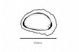  Embryo:  Dichapetalum donnell-smithii ; Illustration by K. Parker, Kirkbride et al. (2006)
