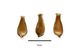  Seed:  Didierea madagascariensis ; Photo by R. Gibbons, USDA APHIS PPQ, Kirkbride et al. (2006)
