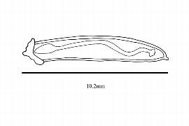  Embryo:  Alluaudiopsis marnieniana ; Illustration by K. Parker, Kirkbride et al. (2006)
