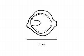  Embryo:  Decarya madagascariensis ; Illustration by K. Parker, Kirkbride et al. (2006)
