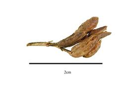  Fruit:  Diervilla sessilifolia ; Photo by R. Gibbons, USDA APHIS PPQ, Kirkbride et al. (2006)
