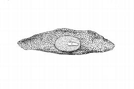  Embryo:  Weigela middendorffiana ; Illustration by K. Parker, Kirkbride et al. (2006)
