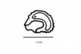  Embryo:  Acrotrema  sp.; Illustration by K. Parker, Kirkbride et al. (2006)
