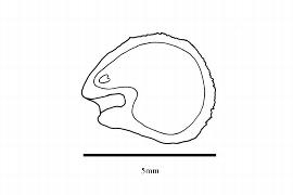  Embryo:  Dillenia philippinensis ; Illustration by K. Parker, Kirkbride et al. (2006)
