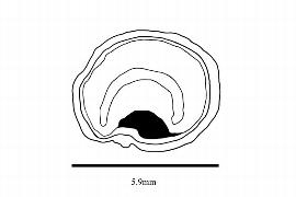  Embryo:  Doliocarpus dentatus ; Illustration by K. Parker, Kirkbride et al. (2006)
