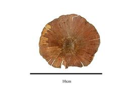  Fruit:  Dioncophyllum thollonii ; Photo by R. Gibbons, USDA APHIS PPQ, Kirkbride et al. (2006)
