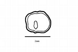   Embryo:   Dioscorea biloba ; Illustration by K. Parker, Kirkbride et al. (2006) 
