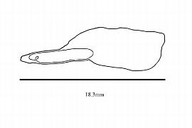   Embryo:   Stenomeris dioscoreifolia ; Illustration by K. Parker, Kirkbride et al. (2006) 
