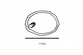  Embryo:  Dipentodon sinicus ; Illustration by K. Parker, Kirkbride et al. (2006)
