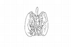  Embryo:  Dryobalanops aromatica ; Illustration by K. Parker, Kirkbride et al. (2006)
