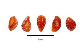  Seeds:  Donatia novae - zealandica ; Photo by R. Gibbons, USDA APHIS PPQ, Kirkbride et al. (2006)
