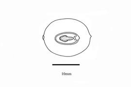  Embryo:  Diospyros lycioides ; Illustration by K. Parker, Kirkbride et al. (2006)
