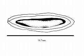  Embryo:  Elaeagnus angustifolia ; Illustration by K. Parker, Kirkbride et al. (2006)
