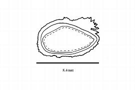  Embryo:  Aceratium ledermannii ; Illustration by K. Parker, Kirkbride et al. (2006)
