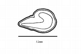  Embryo:  Elaeocarpus reticulatus ; Illustration by K. Parker, Kirkbride et al. (2006)
