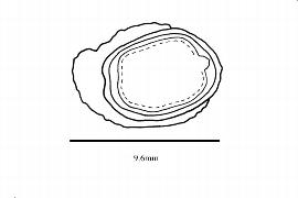  Embryo:  Sloanea hemsleyana ; Illustration by K. Parker, Kirkbride et al. (2006)
