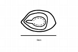  Embryo:  Vallea stipularis ; Illustration by K. Parker, Kirkbride et al. (2006)
