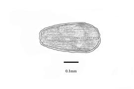  Embryo:  Bergia capensis ; Illustration by K. Parker, Kirkbride et al. (2006)
