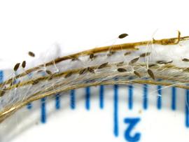   Fruit, seeds:   Epilobium  sp., dehisced capsule and comose seeds; Photo by K.E. Clancy, USDA APHIS PPQ, imageID.idtools.org
