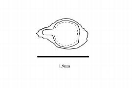  Embryo:  Lepidoceras chilense ; Illustration by K. Parker, Kirkbride et al. (2006)
