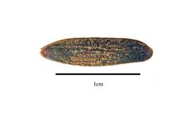  Seed:  Eucommia ulmoides ; Photo by R. Gibbons, USDA APHIS PPQ, Kirkbride et al. (2006)
