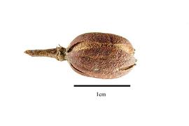  Fruit:  Eucryphia cordifolia ; Photo by R. Gibbons, USDA APHIS PPQ, Kirkbride et al. (2006)
