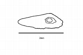  Embryo:  Eucryphia cordifolia ; Illustration by K. Parker, Kirkbride et al. (2006)
