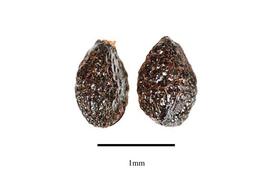  Seeds:  Euptelea pleiosperma ; Photo by R. Gibbons, USDA APHIS PPQ, Kirkbride et al. (2006)
