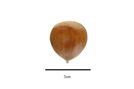  Fruit:  Castanea crenata ; Photo by R. Gibbons, USDA APHIS PPQ, Kirkbride et al. (2006)
