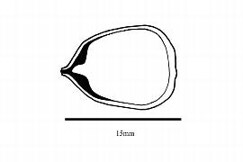  Embryo:  Lithocarpus densiflorus ; Illustration by K. Parker, Kirkbride et al. (2006)
