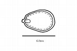  Embryo:  Quercus serrata ; Illustration by K. Parker, Kirkbride et al. (2006)
