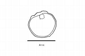   Embryo:   Flagellaria guineensis,  seed   longitudinal section; Illustration by K. Parker, Kirkbride et al. (2006) 
