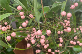   Fruits:   Flagellaria indica ; Photo by ryanthughes, iNaturalist.org
