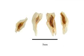  Seeds:  Fouquieria splendens ; Photo by R. Gibbons, USDA APHIS PPQ, Kirkbride et al. (2006)
