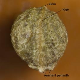   Fruit:   Fumaria  sp.; Photo by D. Walters, USDA APHIS PPQ, imageID.idtools.org
