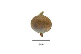  Fruit:  Garrya fremontii ; Photo by R. Gibbons, USDA APHIS PPQ, Kirkbride et al. (2006)
