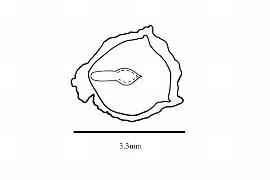  Embryo:  Garrya ovata ; Illustration by K. Parker, Kirkbride et al. (2006)
