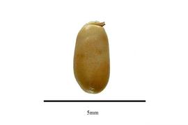  Seed:  Geissoloma marginatum ; Photo by R. Gibbons, USDA APHIS PPQ, Kirkbride et al. (2006)
